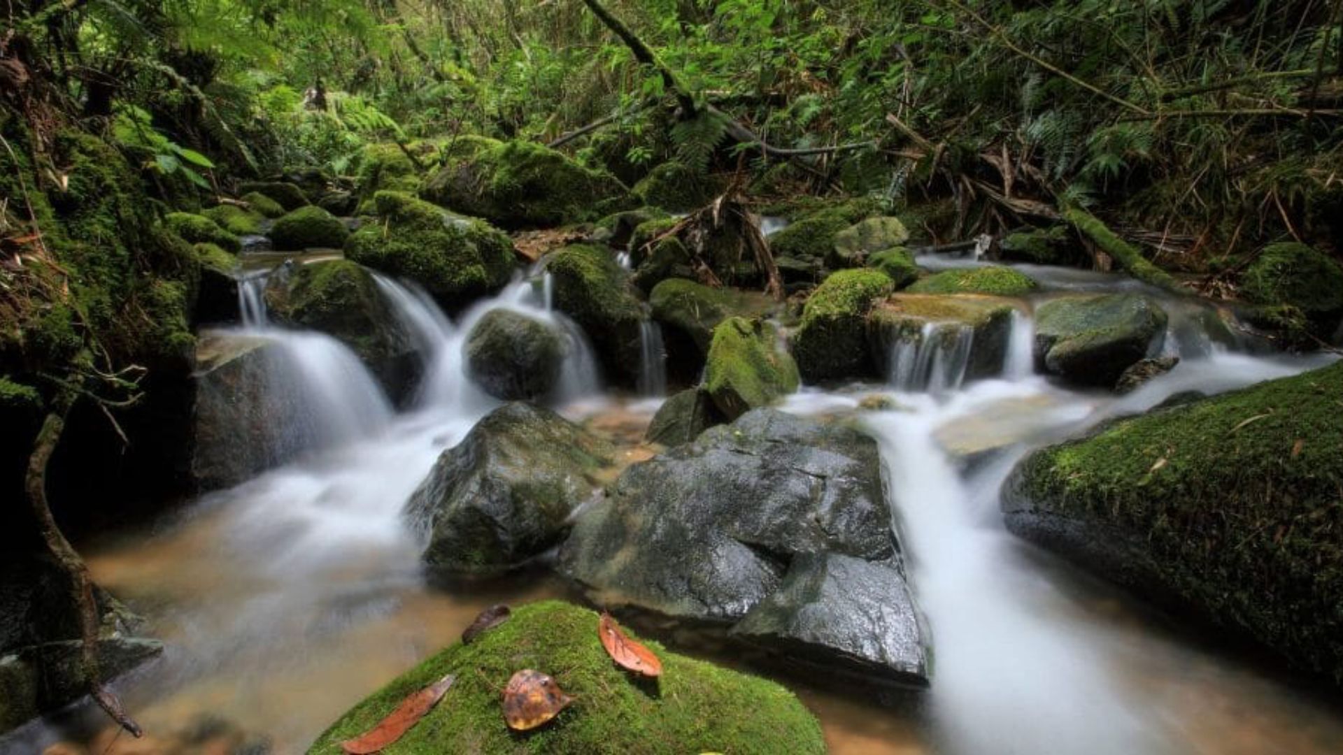 Los mejores senderos ecológicos para familias